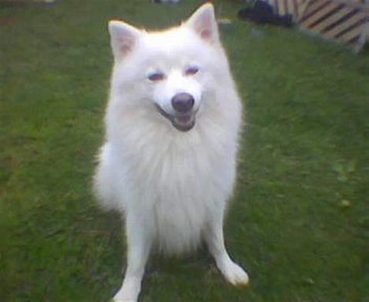 Japansk spids Thai DØD R.I.P billede 12