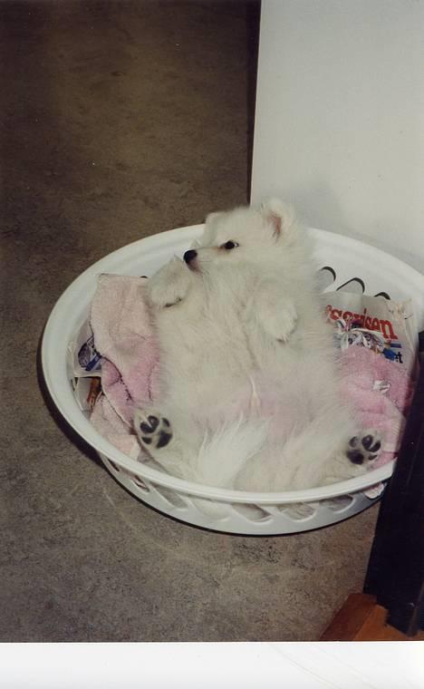 Japansk spids Thai DØD R.I.P billede 13