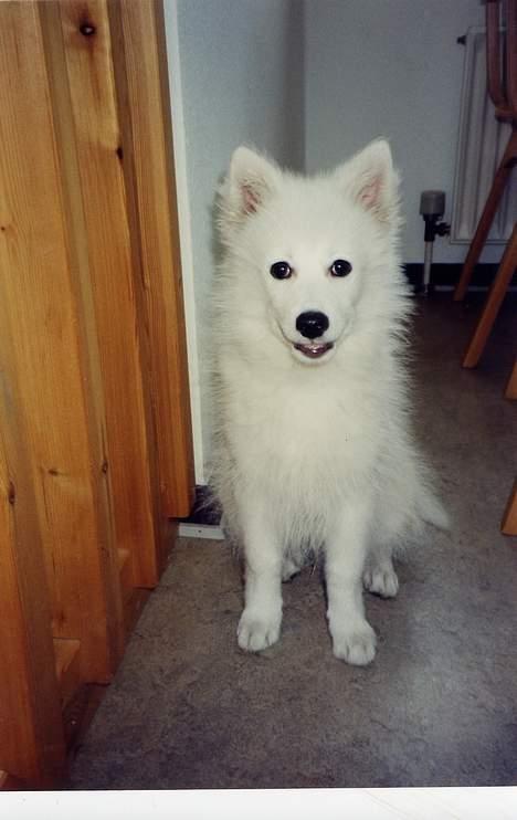 Japansk spids Thai DØD R.I.P billede 14