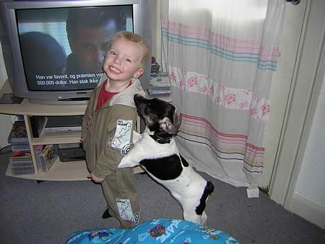 Dansk svensk gaardhund Simba 15/10 - så køre toget.. elsker at lege med min storebror... billede 6