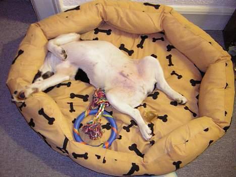 Dansk svensk gaardhund Simba 15/10 - Dejligt at slinge sig i sin kurv... billede 8