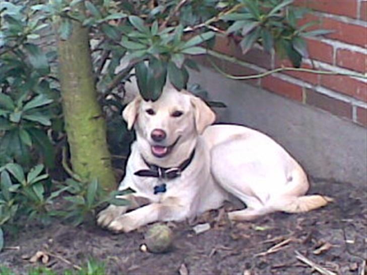 Blanding af racer MY - Her er jeg så billede 1