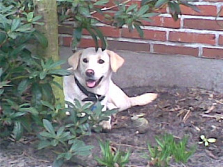 Blanding af racer MY - Lille my og anette billede 2