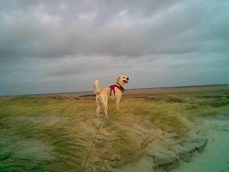 Blanding af racer MY - lille my billede 3