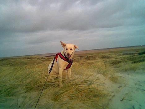 Blanding af racer MY - anette og my billede 5