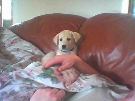 Blanding af racer MY - anette og baby my billede 6