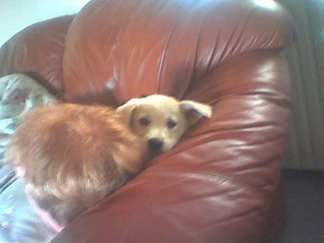 Blanding af racer MY - baby my billede 7