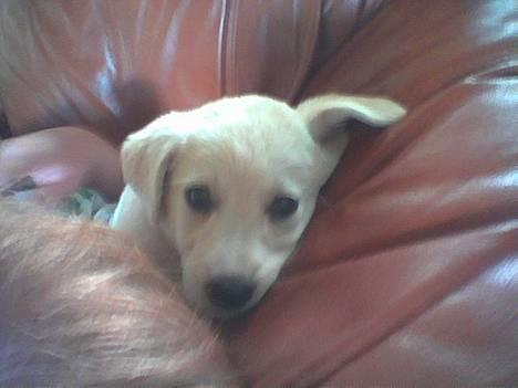 Blanding af racer MY billede 8