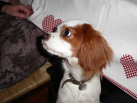 Cavalier king charles spaniel Misser billede 9