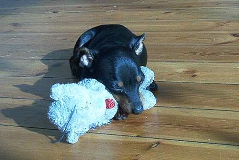 Dvaergpinscher Ninja billede 10