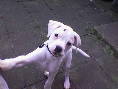 Amerikansk bulldog kayzer - give me five billede 1