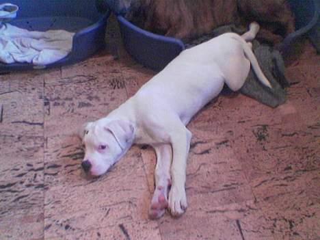 Amerikansk bulldog kayzer - mig faldt vist ud af sengen billede 3