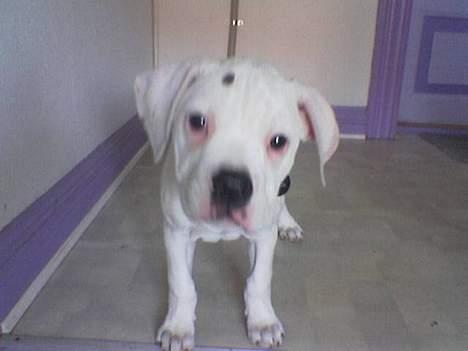 Amerikansk bulldog kayzer - hallo...  billede 4