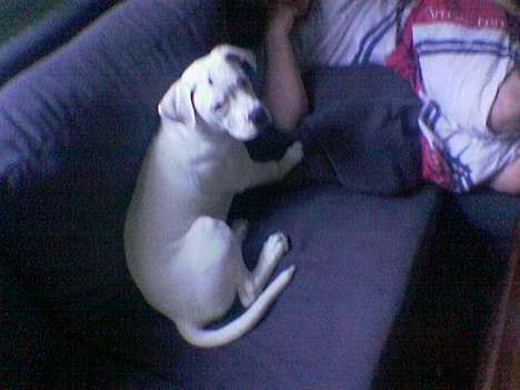 Amerikansk bulldog kayzer - sofa hygge... JUBIIII::::  billede 5