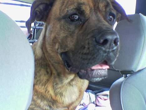 Blanding af racer freya - hi hi... hejsa.. billede 1