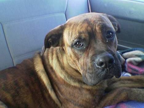 Blanding af racer freya - ih.. hvor jeg hygger billede 2