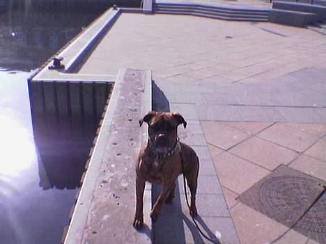 Blanding af racer freya - dejlig tur ved havnen billede 3