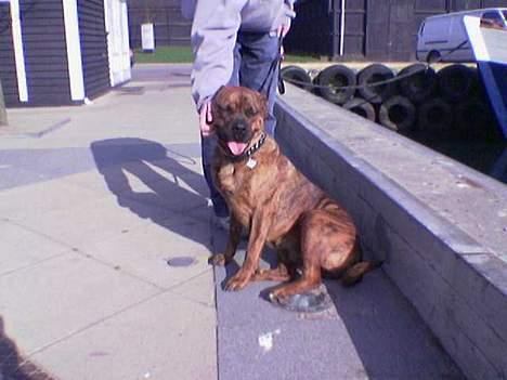 Blanding af racer freya - ih.. det er godt at blive kløet bag øret  billede 4