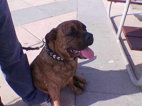 Blanding af racer freya - hmm.. :o) S billede 5