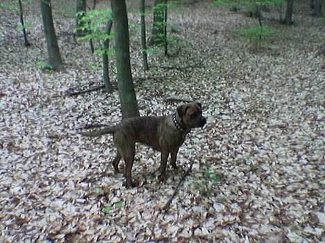 Blanding af racer freya - skønt med en tur i skoven billede 6