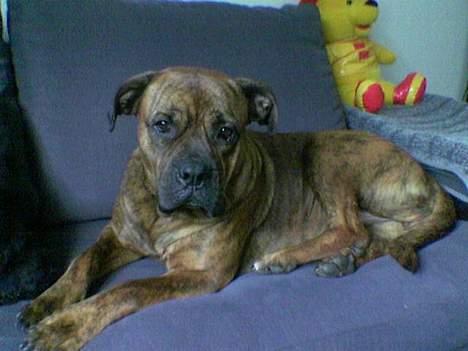 Blanding af racer freya - min elskede sofa :o)  billede 7