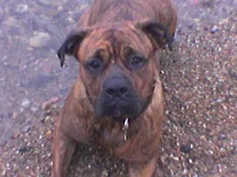 Blanding af racer freya - mig kan godt li vand billede 8