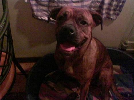 Blanding af racer freya - godnat... :o) billede 9