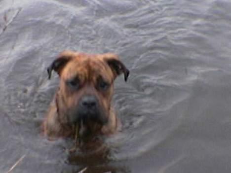 Blanding af racer freya - mig ELSKER vand billede 10