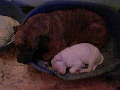 Blanding af racer freya - mig og min dejlige "lille bror"  billede 11