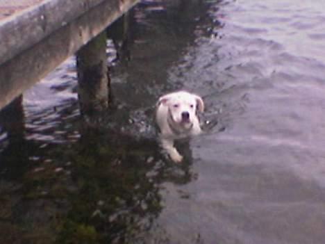 Amerikansk bulldog kayzer - kan faktisk godt li vand  billede 7