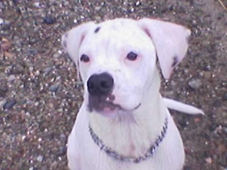 Amerikansk bulldog kayzer - hejsa billede 8