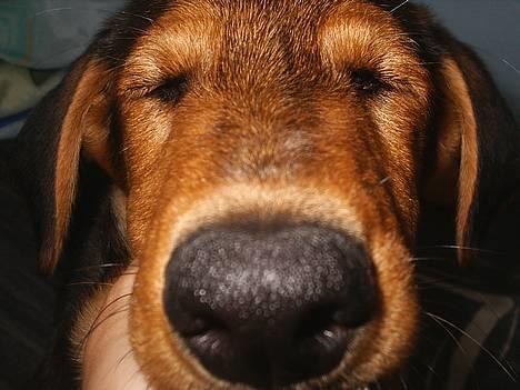 Blanding af racer | Bisse - Close up ;-)  billede 17