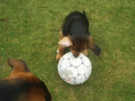 Blanding af racer | Bisse - Nej Bølle! Det er MIN bold! ;-)  billede 18