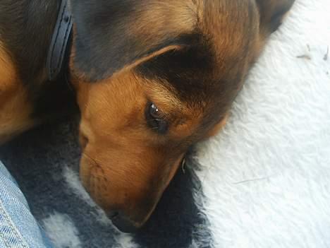 Blanding af racer | Bisse - Puuuha.. Det er hårdt at lege hele dagen lang! :-)  billede 20