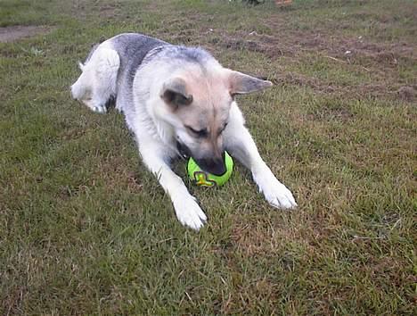 Schæferhund Mulle - Hun elsker som sagt at lege billede 1