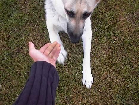 Schæferhund Mulle - Hun kan jo også sige be om :P billede 2