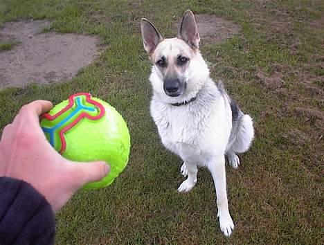 Schæferhund Mulle - Tålmodigheden fejler vist intet med hende billede 3