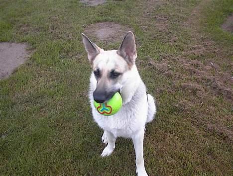 Schæferhund Mulle billede 4