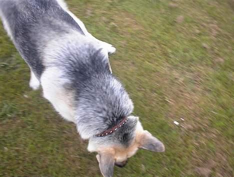 Schæferhund Mulle billede 5