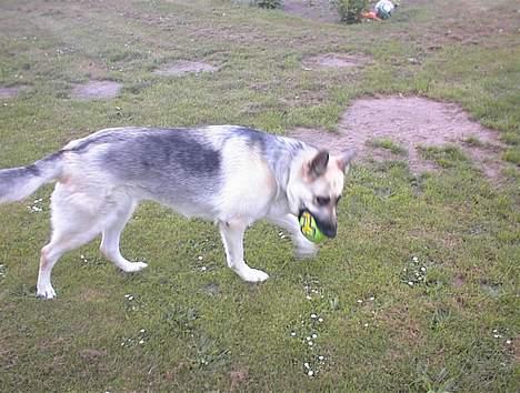 Schæferhund Mulle billede 6