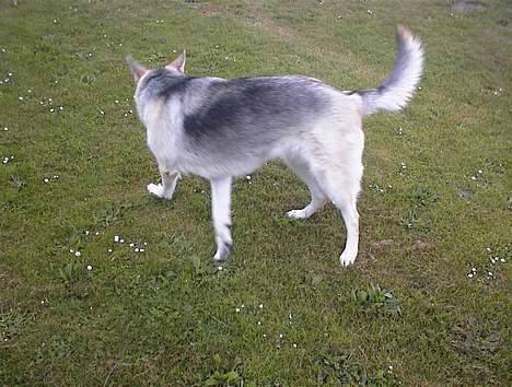 Schæferhund Mulle billede 7