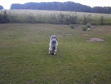 Schæferhund Mulle billede 8