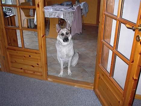 Schæferhund Mulle - Vi har opdraget hende til ikke at gå ind på gulvtæppet.. Hun må kun have forbenene og hovedet inde når hun slapper af billede 9