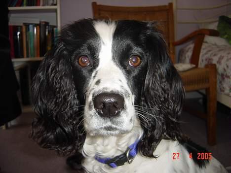 Engelsk springer spaniel Wiking Warrior Freja billede 1