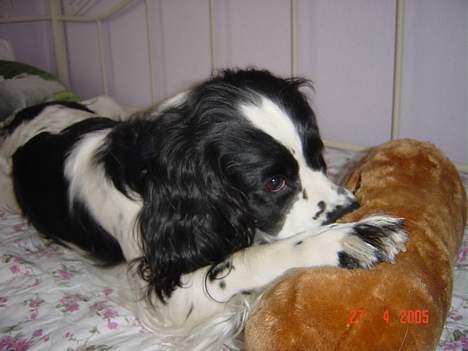 Engelsk springer spaniel Wiking Warrior Freja billede 2