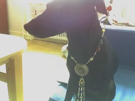 Manchester terrier Vaks - Ja, han er min :-P billede 9