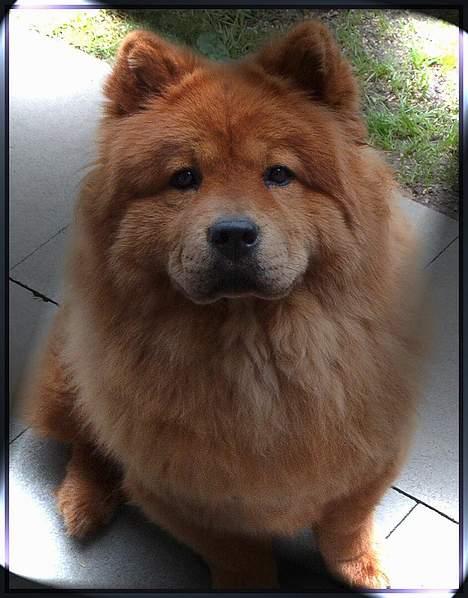 Chow chow tulle billede 1