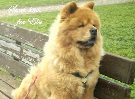 Chow chow tulle - er stolt den må side på bænken. billede 2