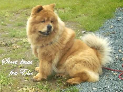 Chow chow tulle - mon der kommer nogen og vil snakke med mig. billede 3