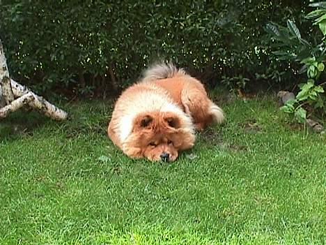 Chow chow tulle - rart at ligge i fred og ro billede 4